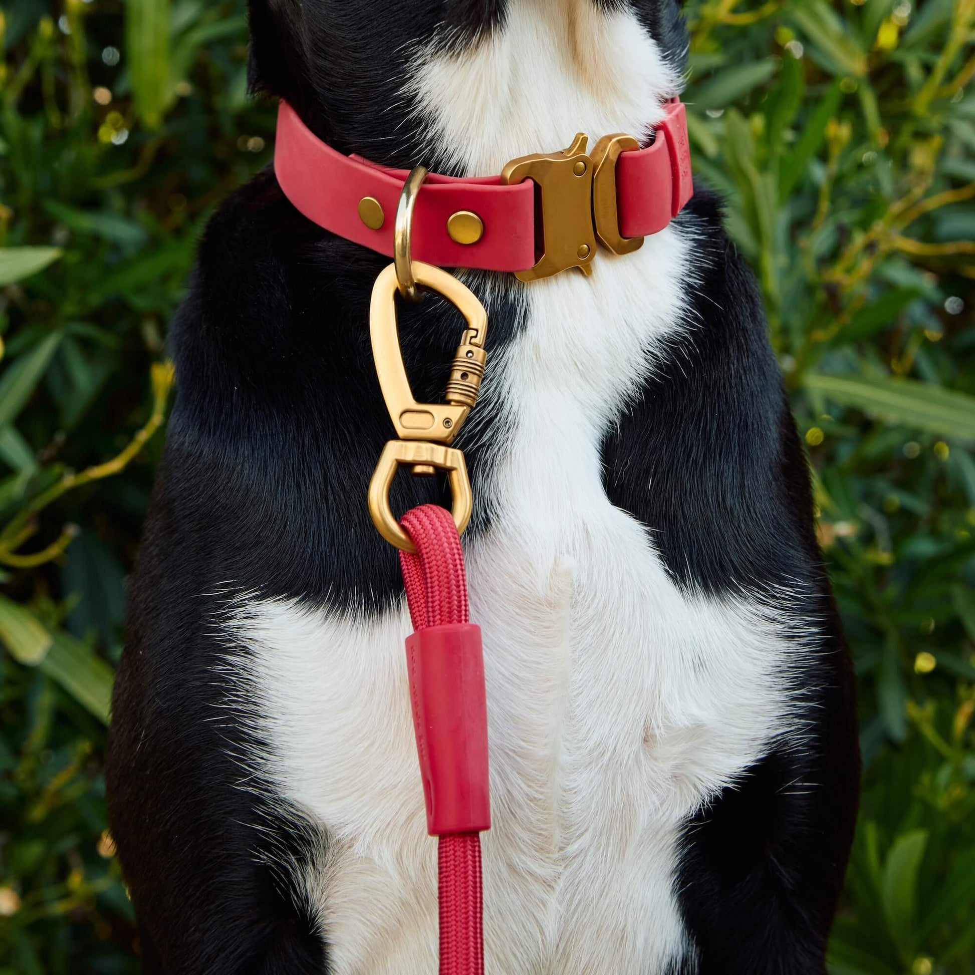#Ollie (55lbs) in Medium