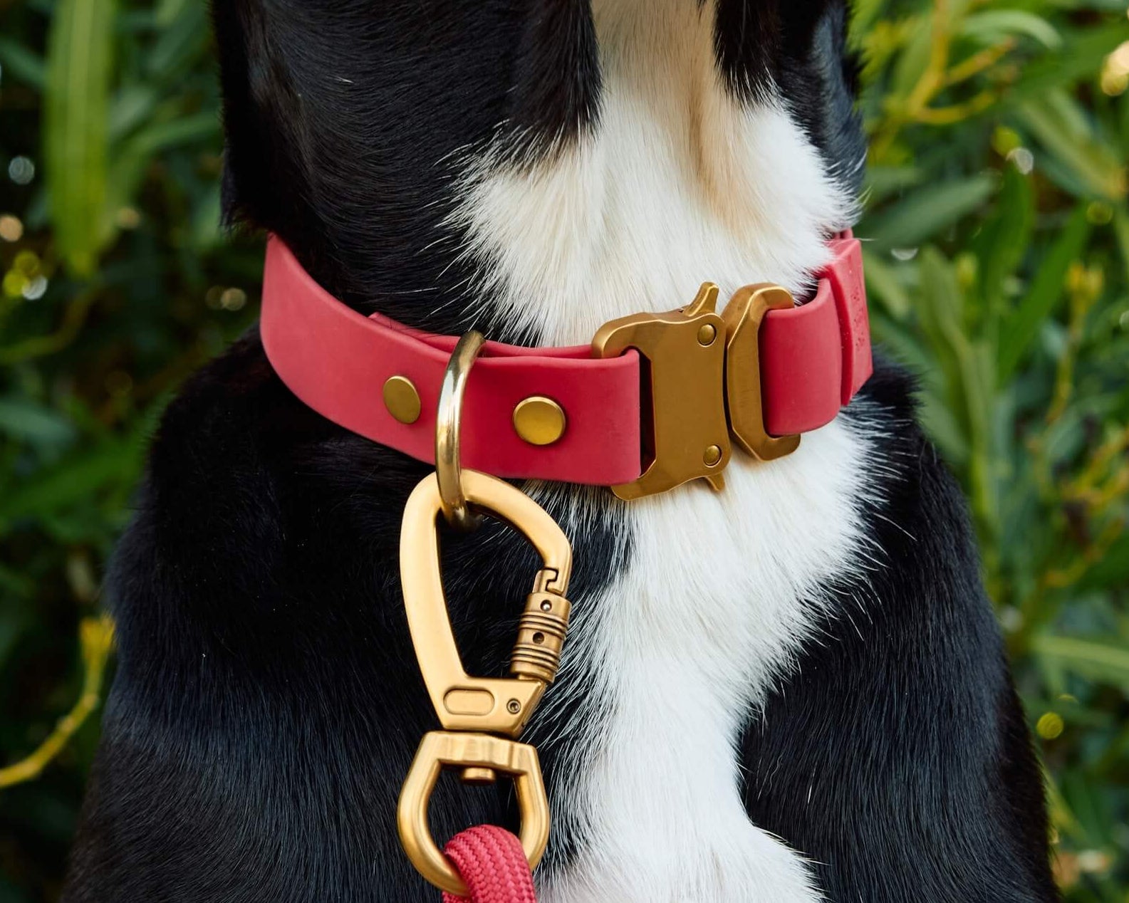 Active by The Foggy Dog Ember Flex Collar, Hands-Free Leash, and Waste Bag Holder
