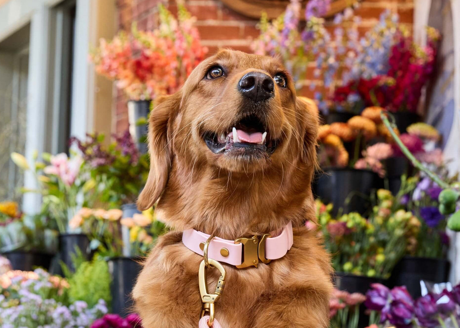 Active Flex Dog Collar, Shell from The Foggy Dog
