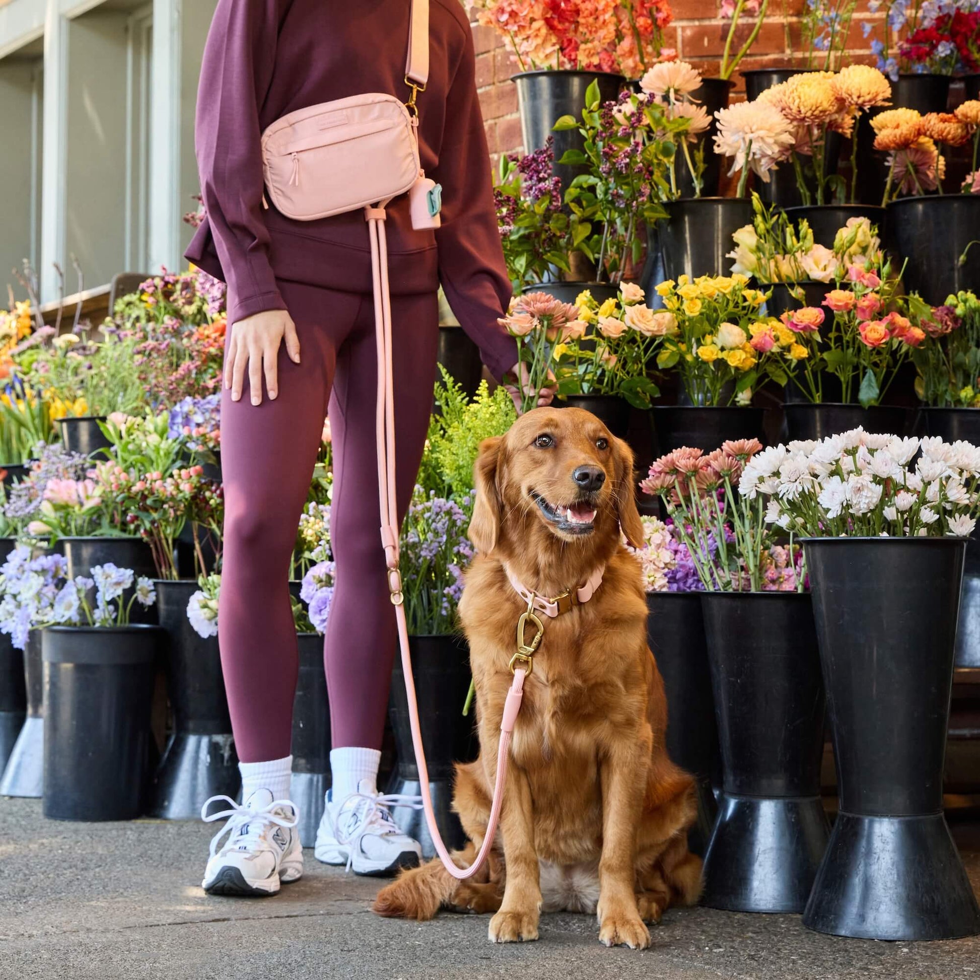 #Pukalani (45lbs) in a Medium collar and Standard leash