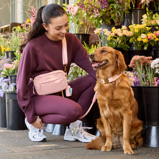 #Pukalani (45lbs) in a Medium collar and Standard leash