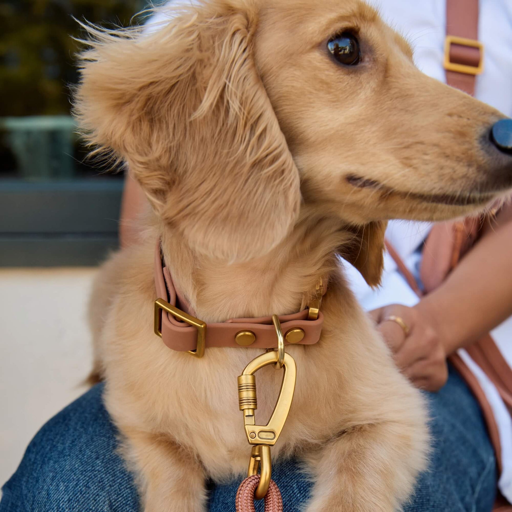 #Honey (11lbs) in X-Small