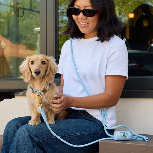 #Honey (11lbs) in an X-Small collar and Petite leash