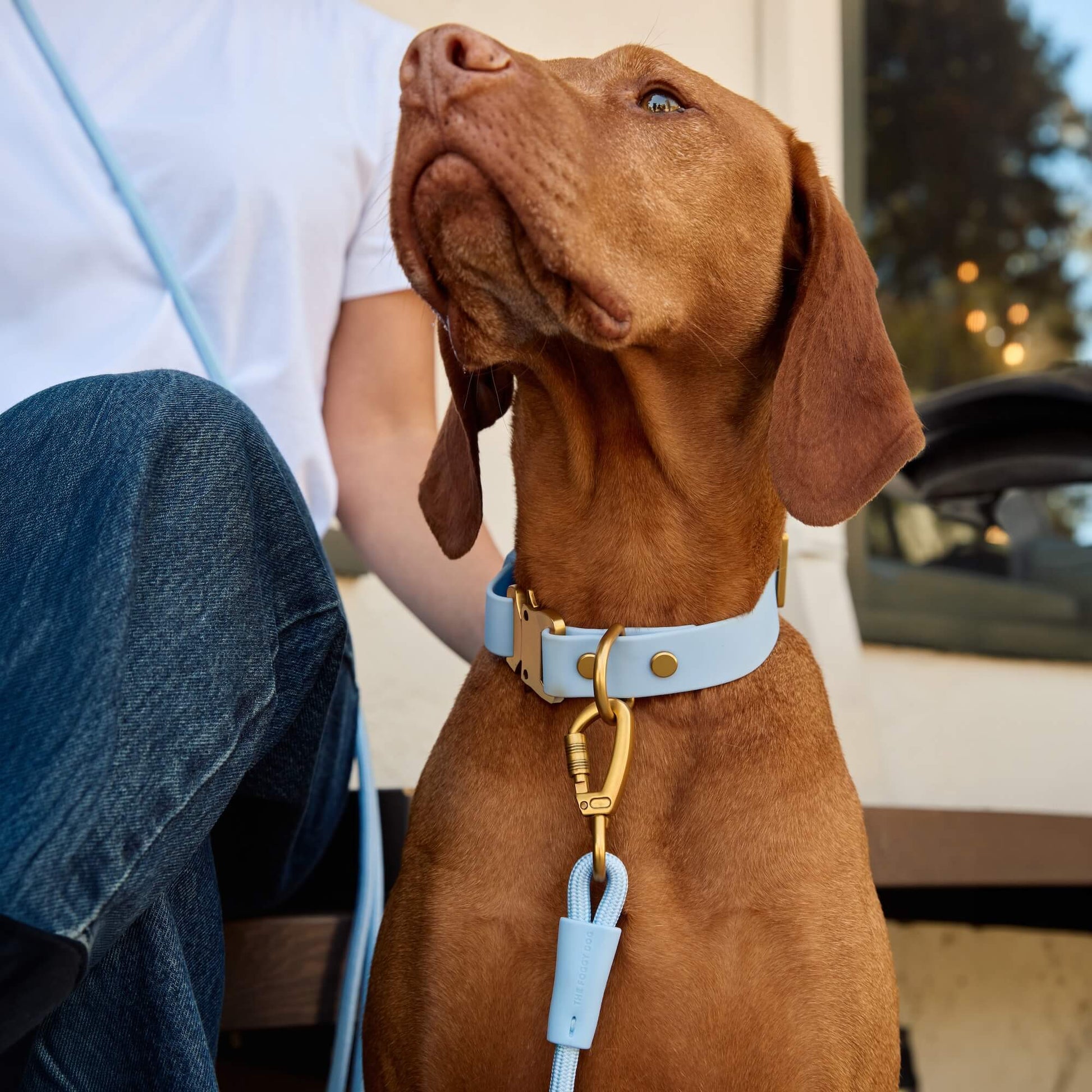 #Riggins (55lbs) in a Medium collar and Standard leash