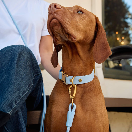 #Riggins (55lbs) in a Medium collar and Standard leash