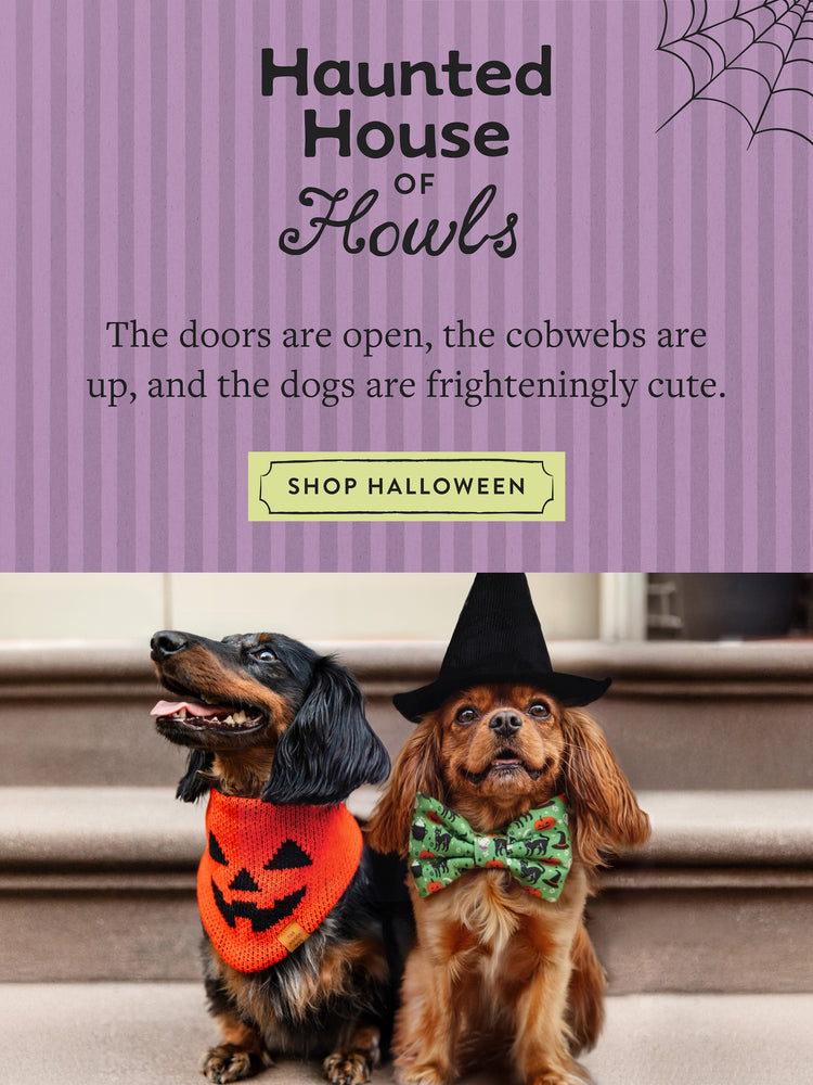 Haunted House of Howls. The doors are open, the cobwebs are up, and the dogs are frighteningly cute. Shop Halloween at The Foggy Dog