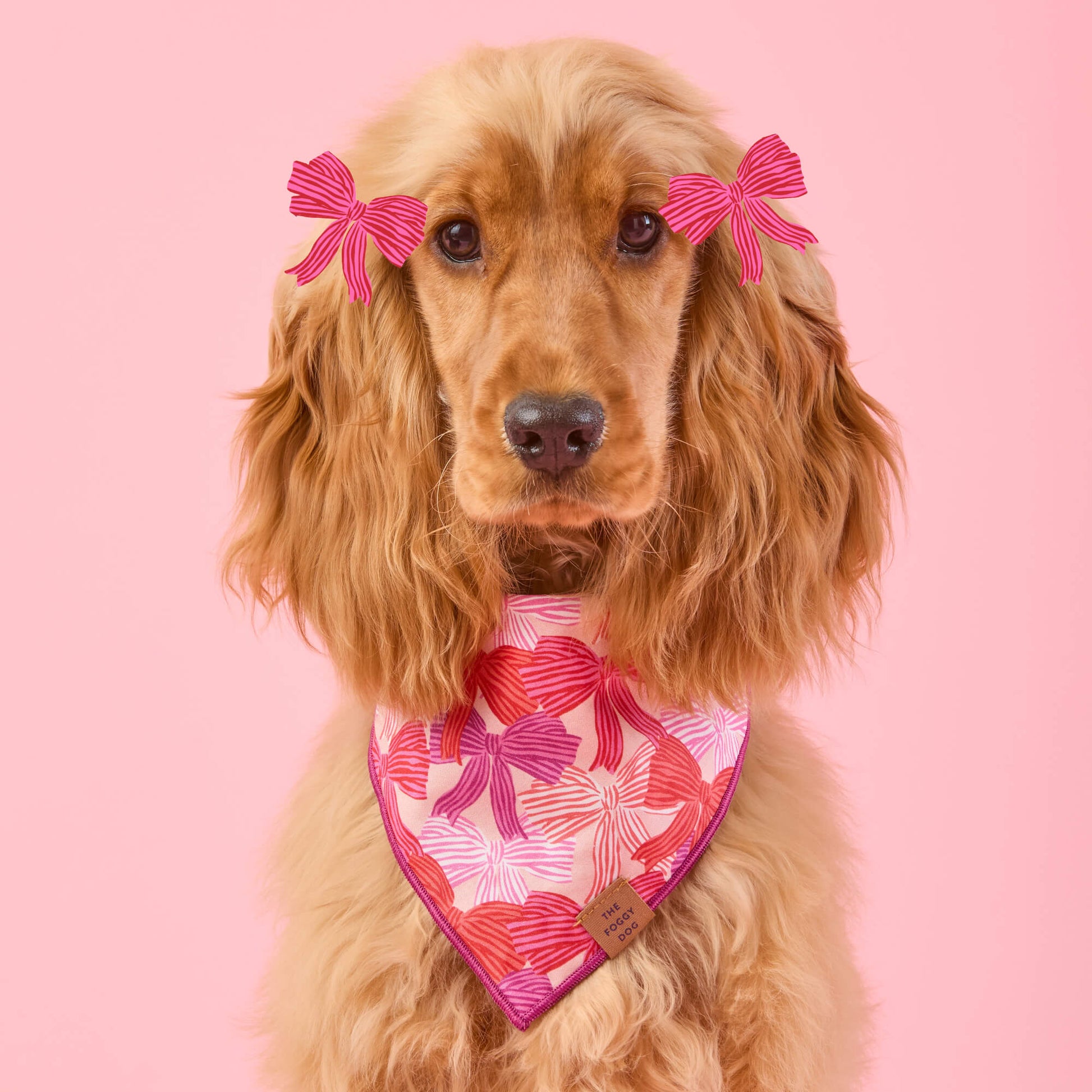 #Modeled by Honey (13lbs) in Medium