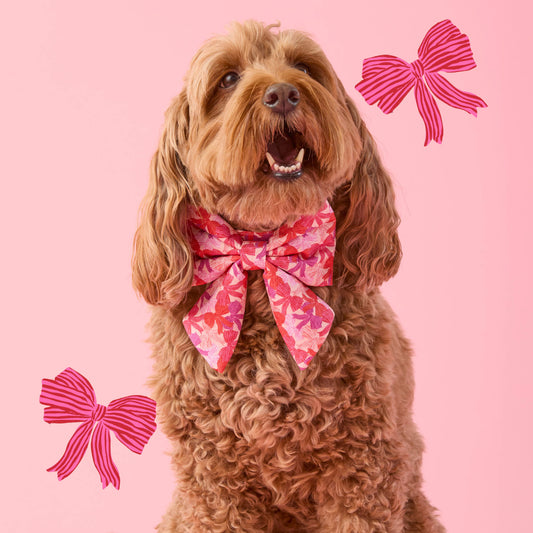 #Modeled by Ruby (23lbs) in a Medium collar and Large lady bow