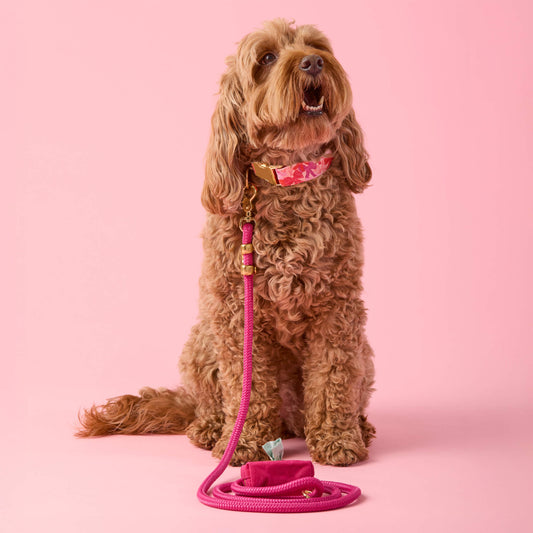 #Modeled by Ruby (23lbs) in a Medium collar and Standard leash