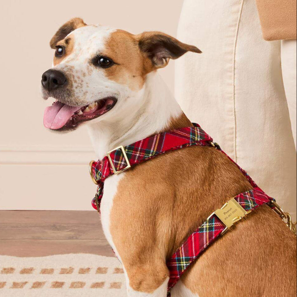 #Modeled by Sadie (27lbs) in Medium
