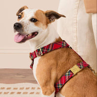 #Modeled by Sadie (27lbs) in Medium