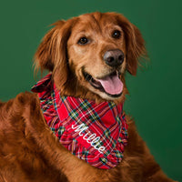 #Modeled by Goose (75lbs) in Large