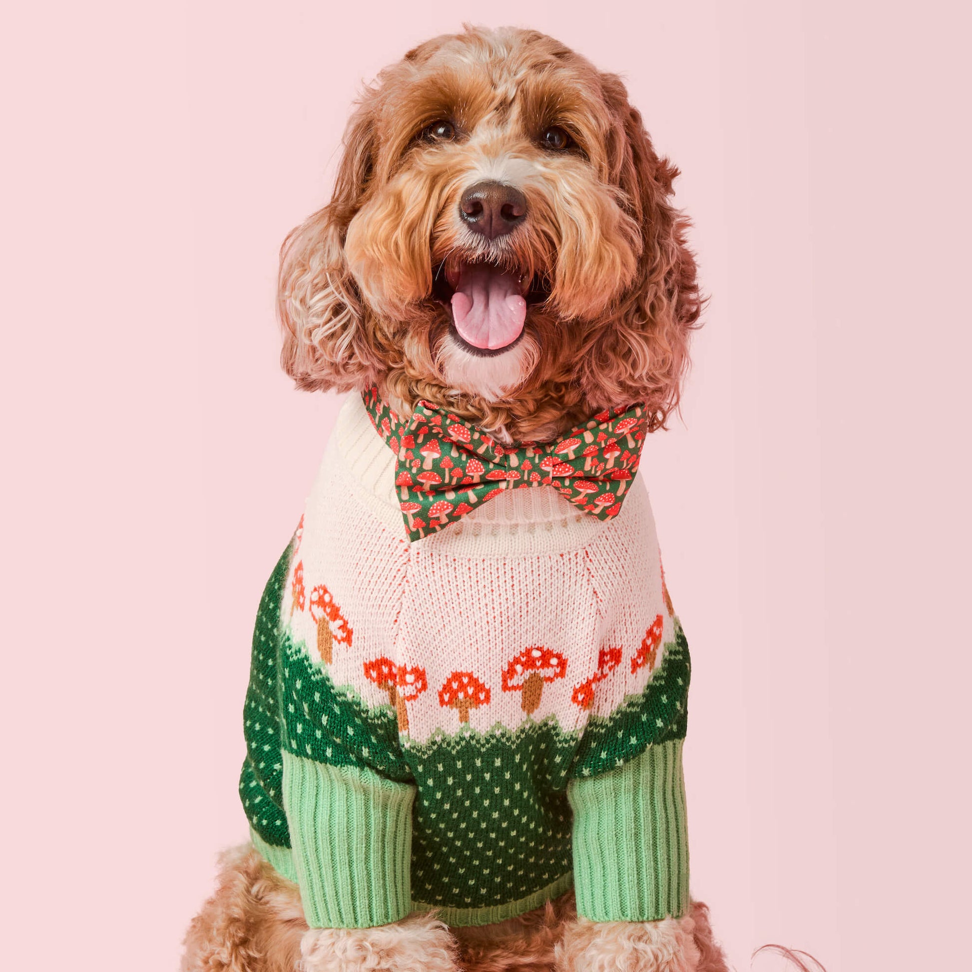 #Modeled by Cyra (36lbs) in a Medium collar and Large bow tie