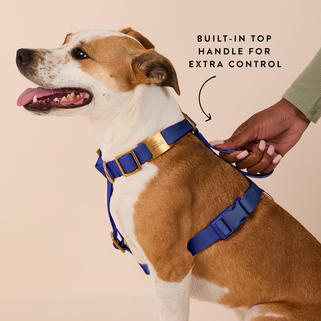 Active Everyday Harness Walk Set - With Handle (M/L), Azure view 6