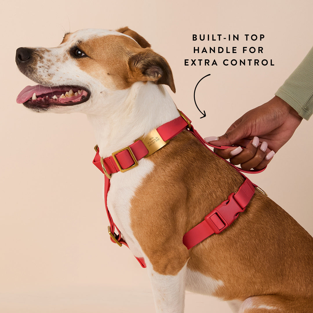 Active Everyday Harness Walk Set - With Handle (M/L), Ember view 6