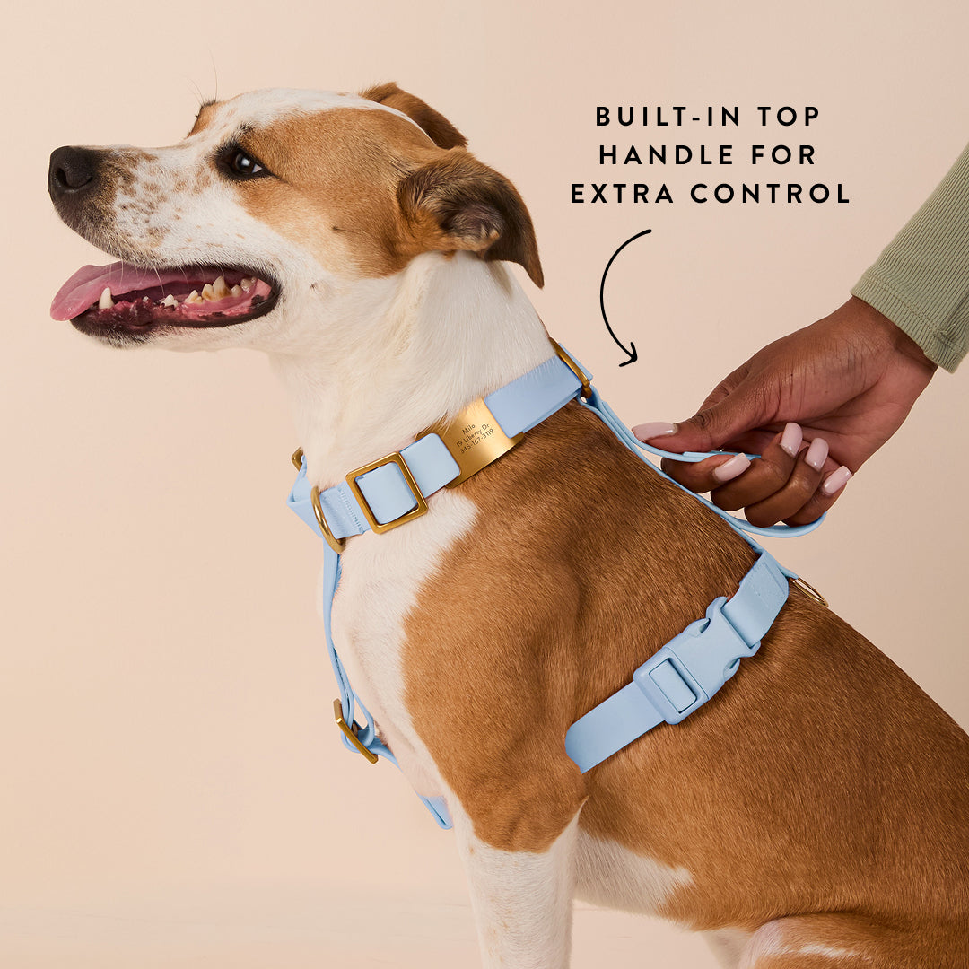 Active Everyday Harness Walk Set - With Handle (M/L), Alpine view 8