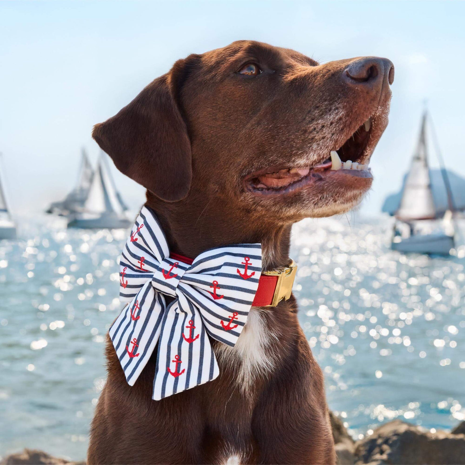 #Modeled by Renegade (40lbs) in a Large collar and Large lady bow