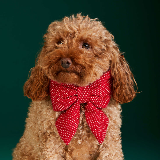Berry Stitch Flannel Lady Dog Bow