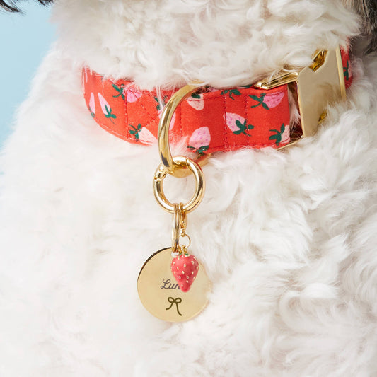 #Modeled by Reese (40lbs) in a Large pet ID tag