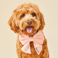 #Modeled by Poppy (18lbs) in a Small collar and Large lady bow