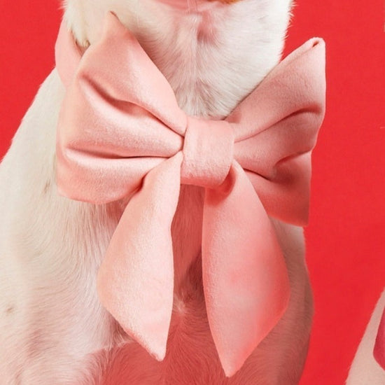 Blush Pink Velvet Lady Dog Bow