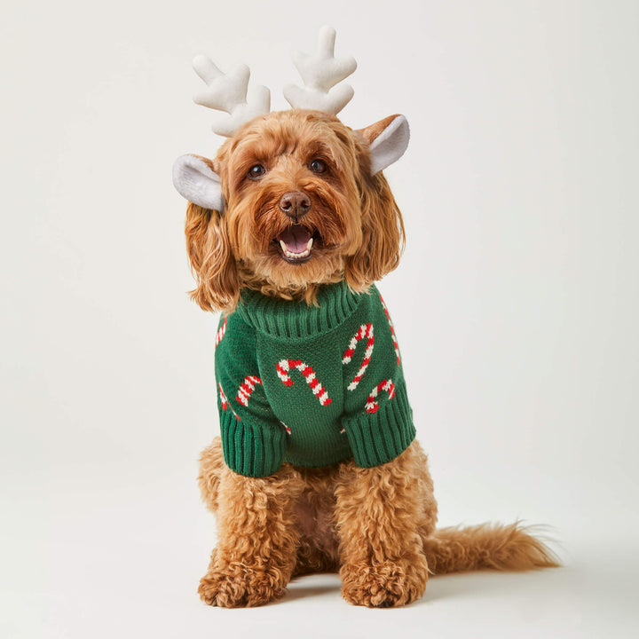 Dog Apparel Cozy Dog Clothes The Foggy Dog dog-apparel-cozy-dog-clothes-the-foggy-dog
