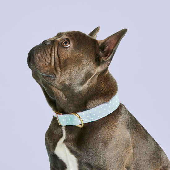 Chambray Dots Dog Collar