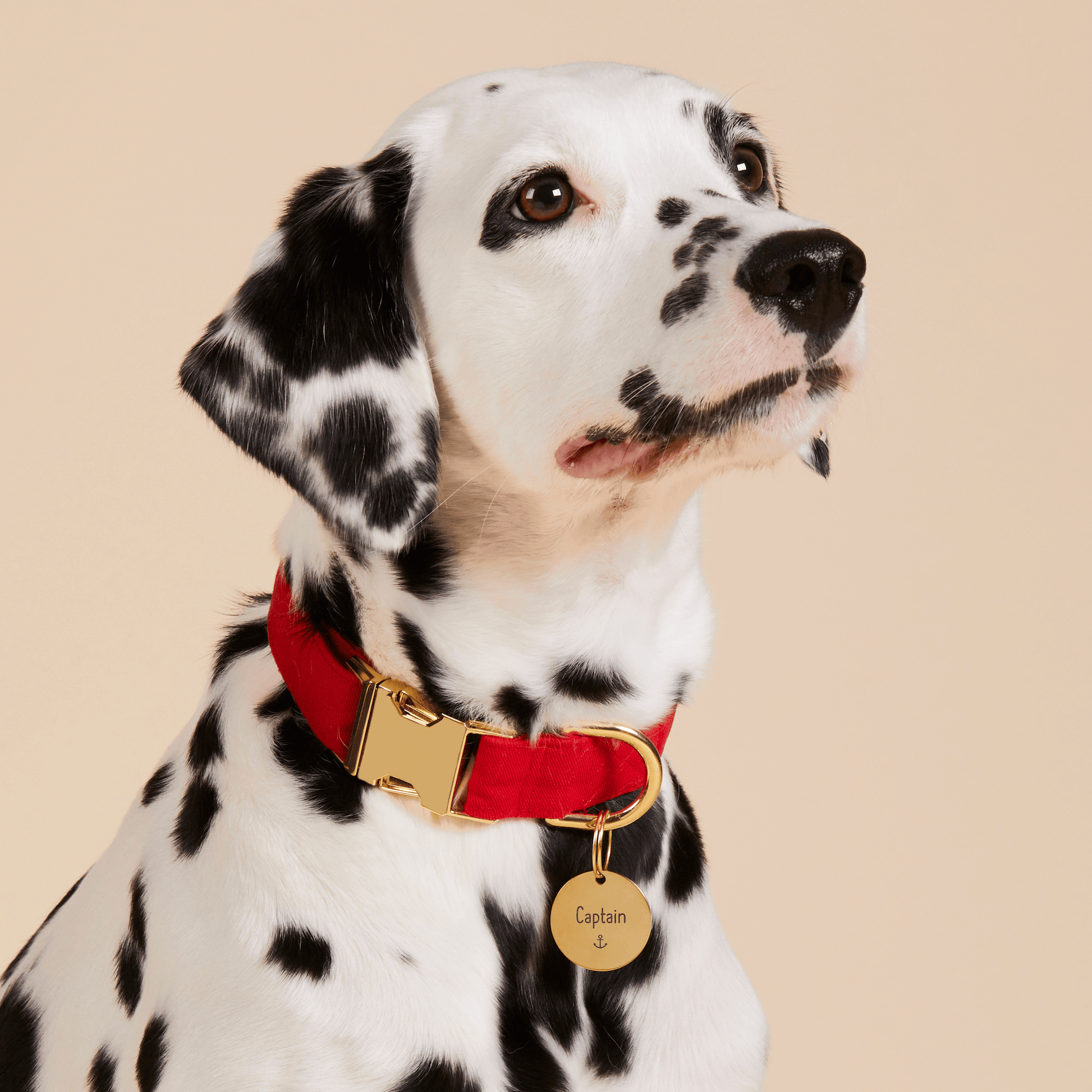 #Modeled by Dottie (43lbs) in a Large pet ID tag