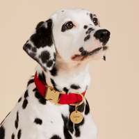 #Modeled by Dottie (43lbs) in a Large pet ID tag