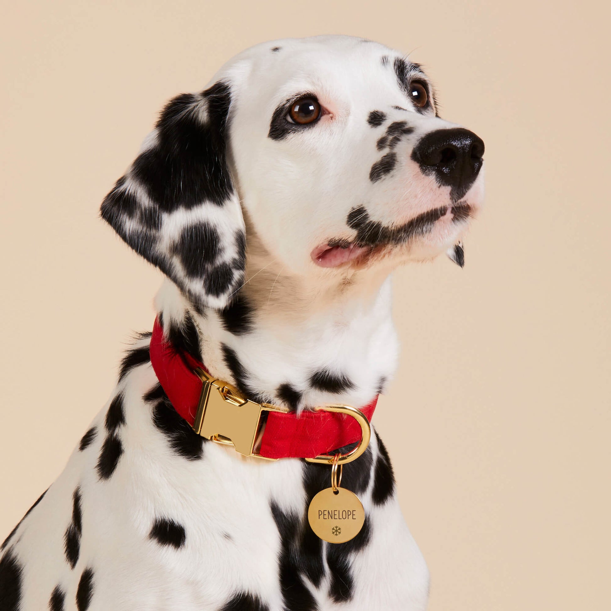 #Modeled by Dottie (43lbs) in a Large pet ID tag