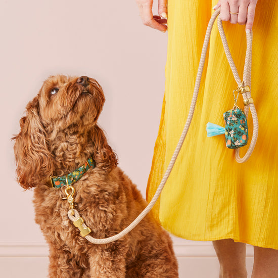 #Modeled by Ruby (23lbs) in a Medium collar and Standard leash