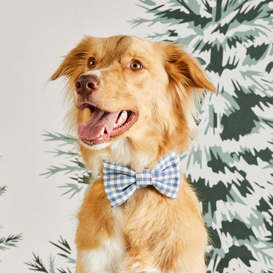 #Modeled by Kina (60lbs) in a Large collar and Large bow tie