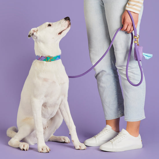 #Modeled by Barry (42lbs) in a Medium collar and Standard leash
