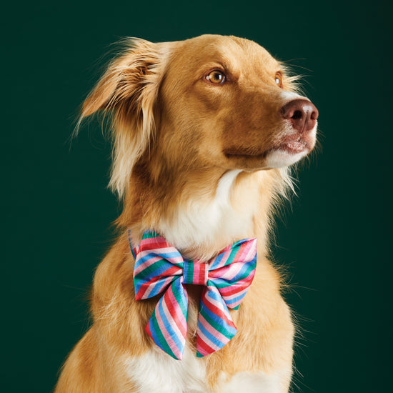 Festive Stripe Lady Dog Bow