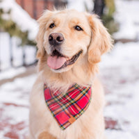 #Modeled by Rosie (60lbs) in Large