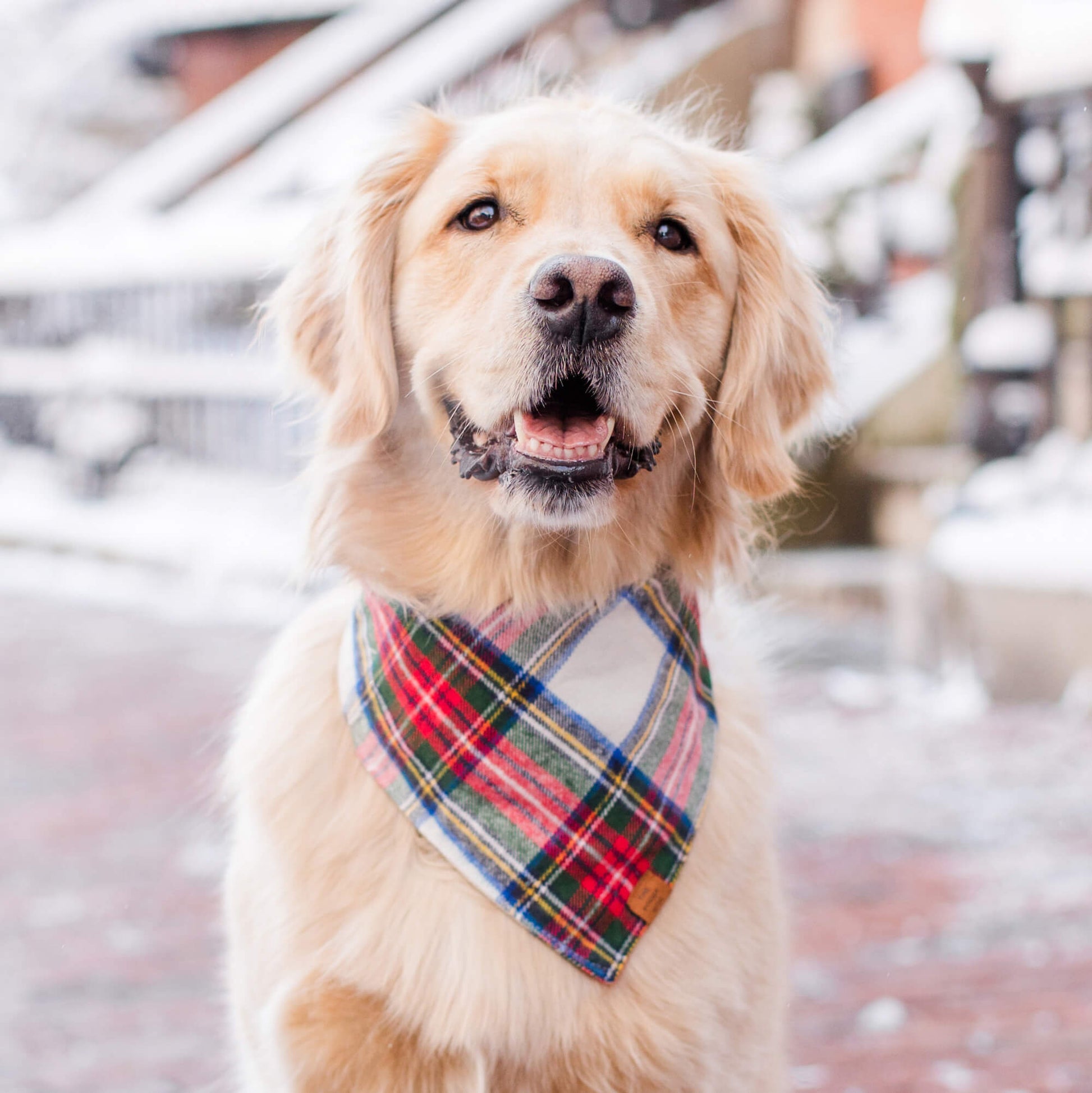 #Modeled by Rosie (60lbs) in Large