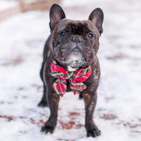 #Modeled by Wilbur (28lbs) in a Medium collar and Large lady bow