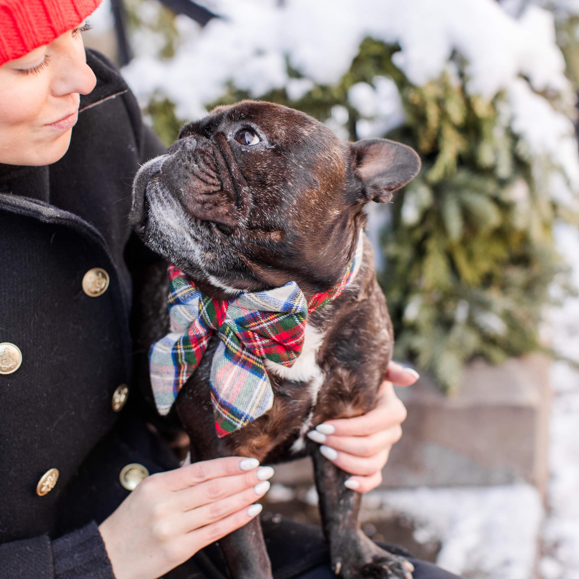 #Modeled by Wilbur (28lbs) in a Medium collar and Large lady bow