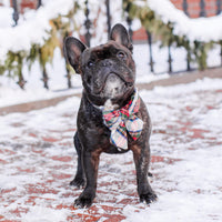 #Modeled by Wilbur (28lbs) in a Medium collar and Large lady bow
