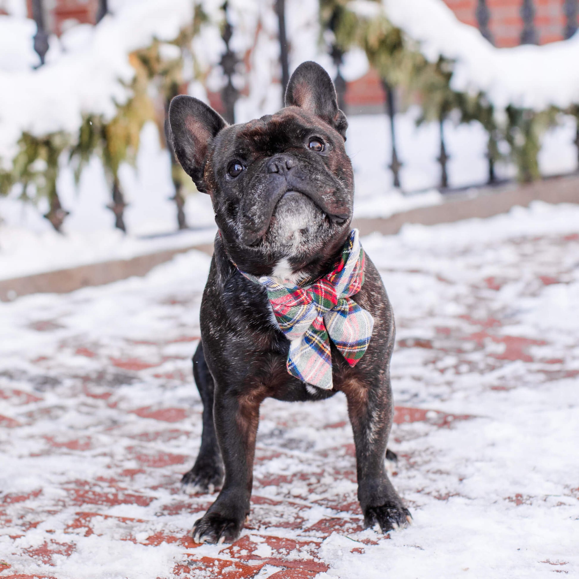 #Modeled by Wilbur (28lbs) in a Large lady bow