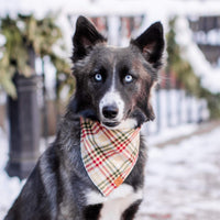 #Modeled by Bree (40lbs) in Medium