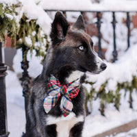 #Modeled by Bree (40lbs) in a Medium collar and Large lady bow