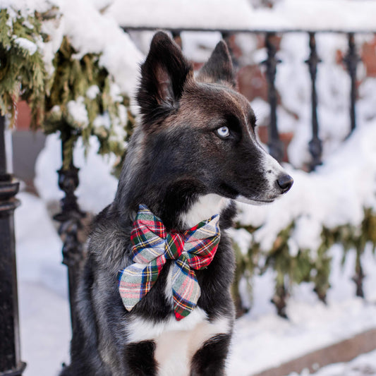 #Modeled by Bree (40lbs) in a Medium collar and Large lady bow