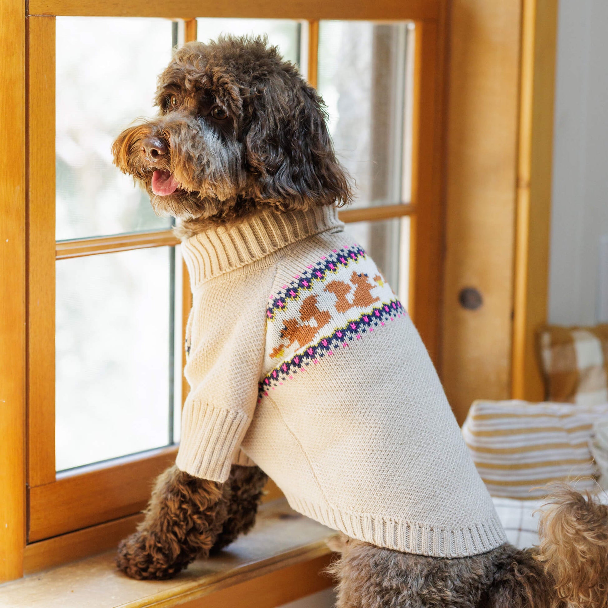 Squirrel Dog Sweater – The Foggy Dog - Main Image