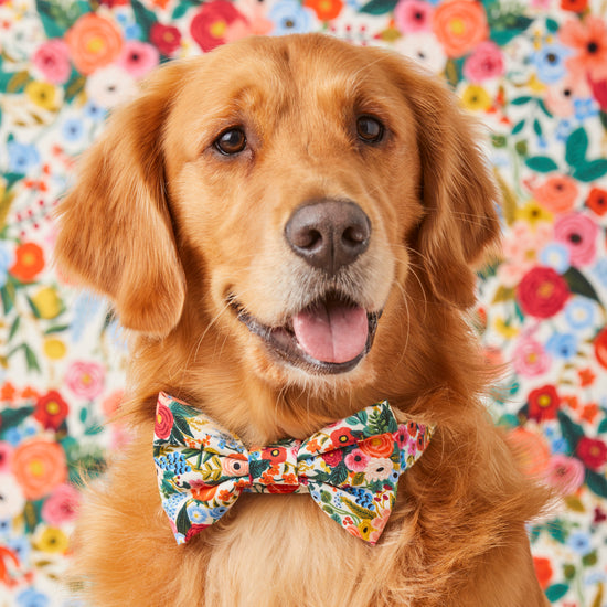 #Modeled by Atlas (77lbs) in a Large collar and Large bow tie