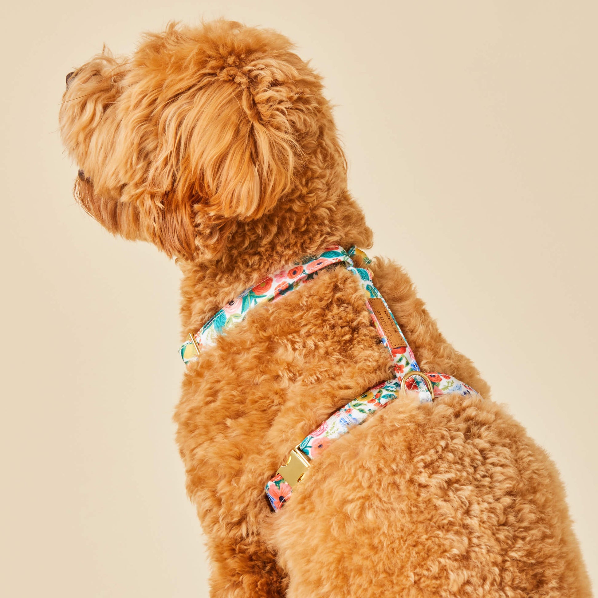 Rifle Paper x TFD Garden Party Dog Harness