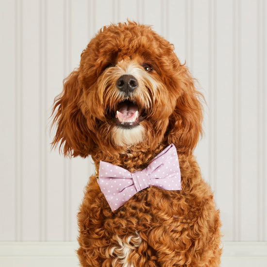#Modeled by Cyra (30lbs) in a Medium collar and Large bow tie