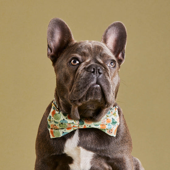 Looking Gourd Dog Bow Tie