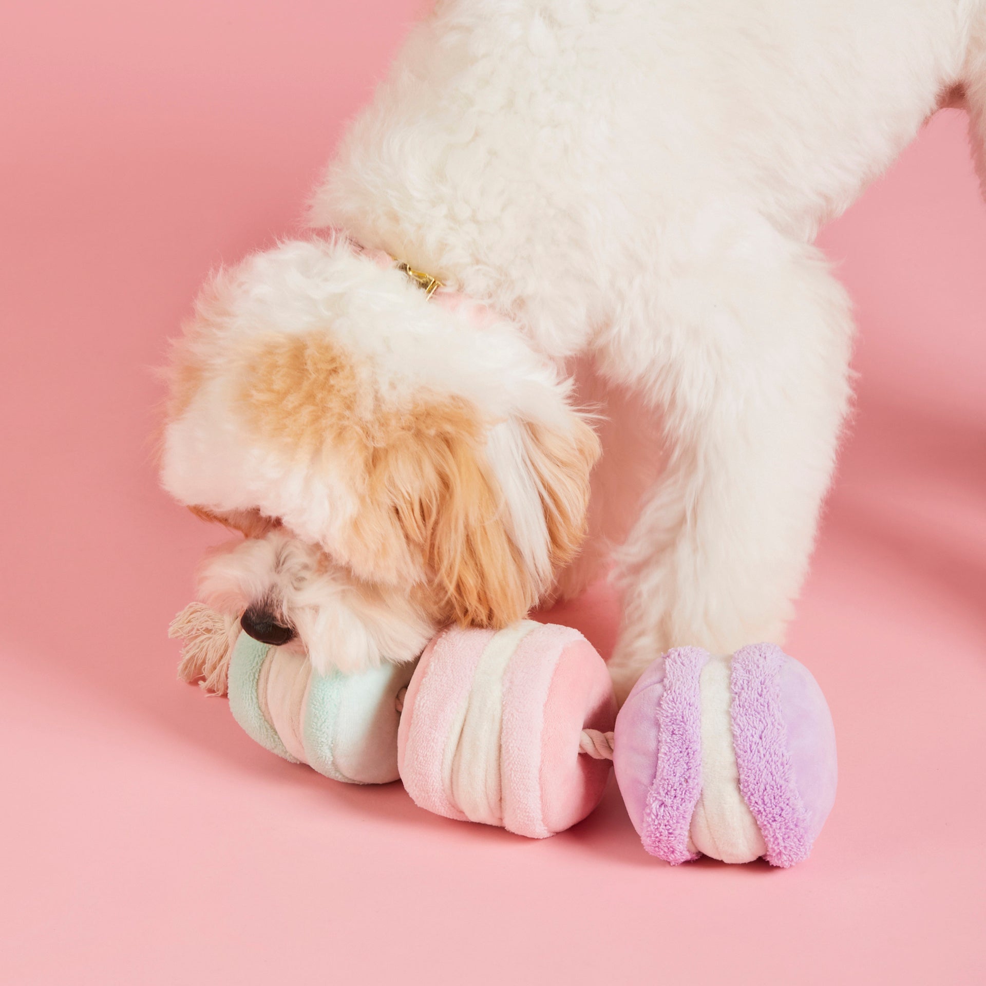 Macarons Interactive Snuffle Dog Toy – The Foggy Dog