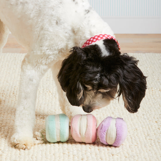Macarons Interactive Snuffle Dog Toy from The Foggy Dog